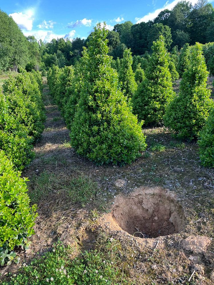 ilex-hybrid-conaf-oak-leaf-trade-holly-oakleaf-red-holly