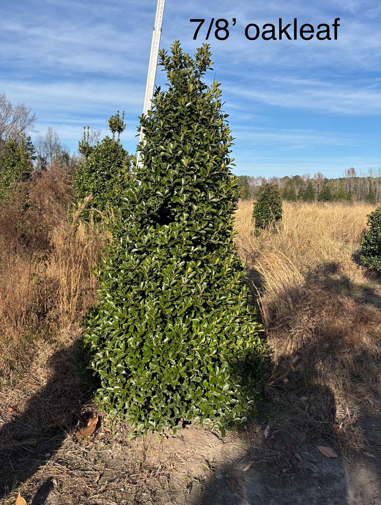 ilex-hybrid-conaf-oak-leaf-trade-holly-oakleaf-red-holly