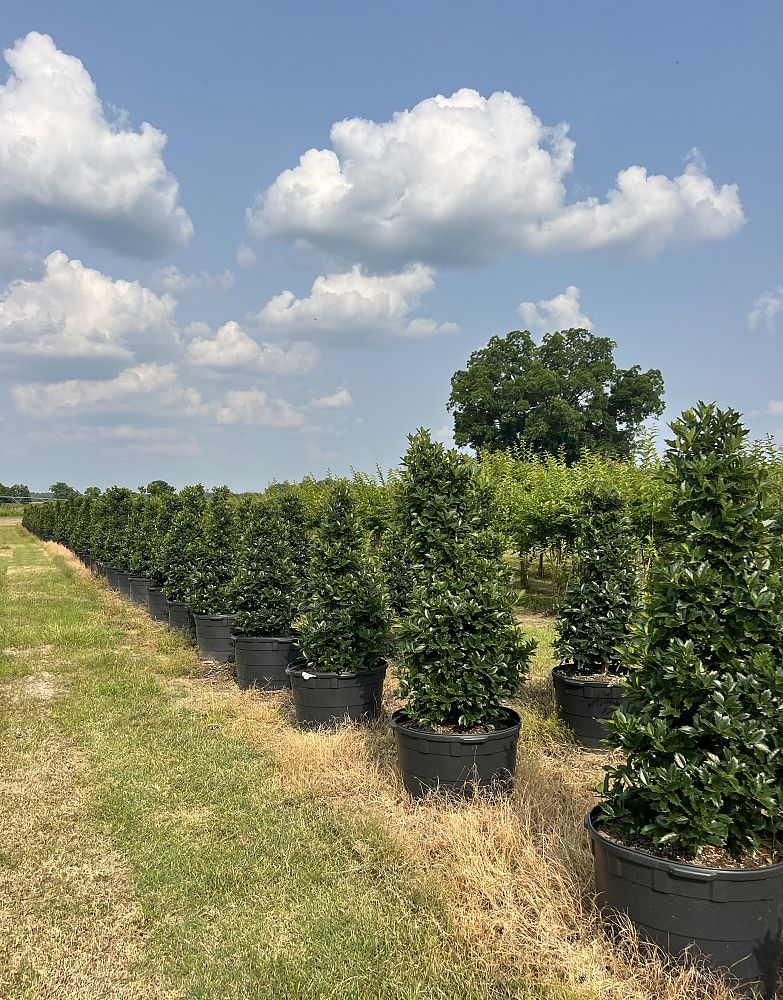 ilex-hybrid-conaf-oak-leaf-trade-holly-oakleaf-red-holly