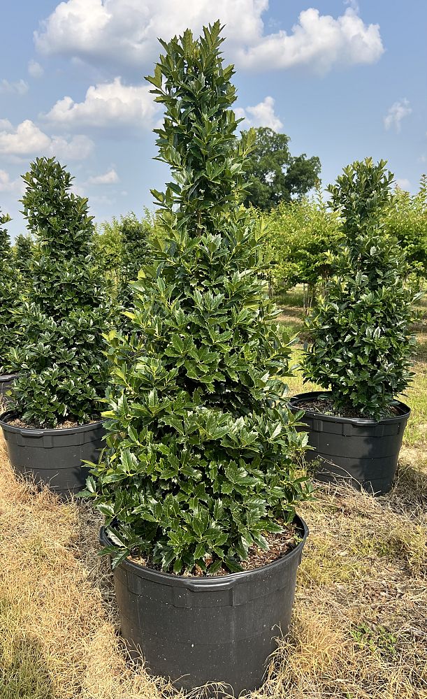 ilex-hybrid-conaf-oak-leaf-trade-holly-oakleaf-red-holly