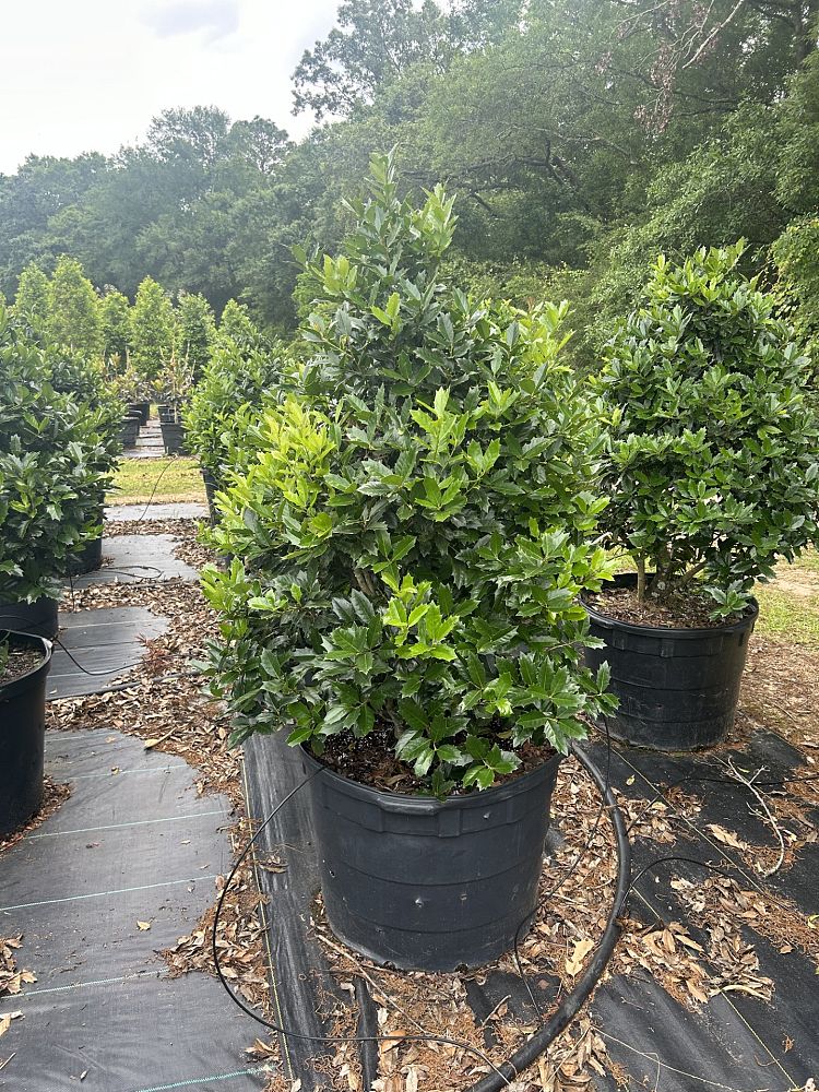 ilex-hybrid-conaf-oak-leaf-trade-holly-oakleaf-red-holly