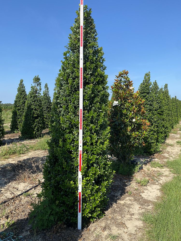 ilex-hybrid-conaf-oak-leaf-trade-holly-oakleaf-red-holly