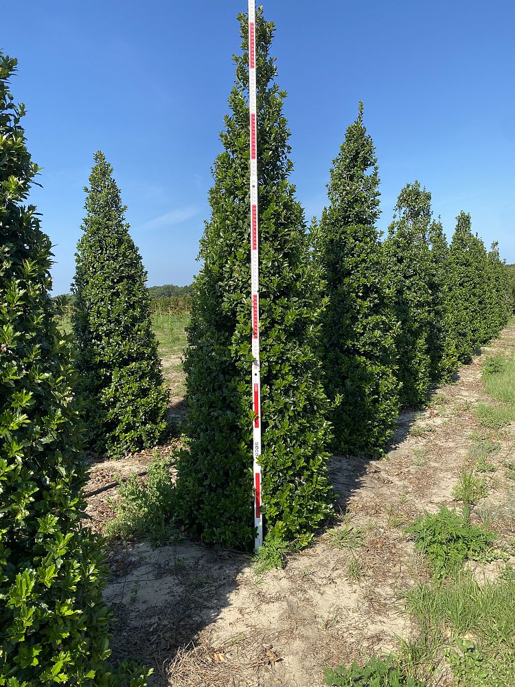 ilex-hybrid-conaf-oak-leaf-trade-holly-oakleaf-red-holly