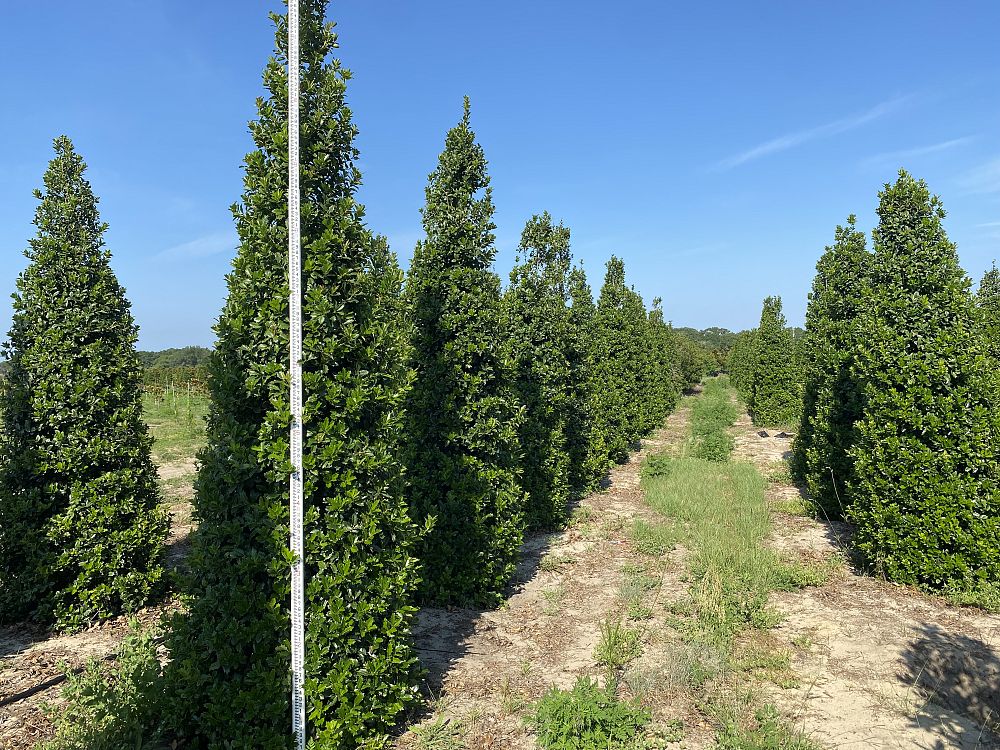 ilex-hybrid-conaf-oak-leaf-trade-holly-oakleaf-red-holly
