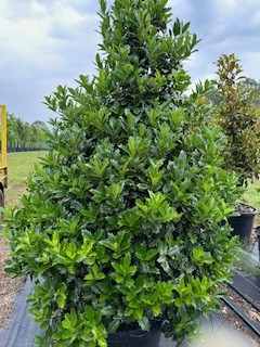 ilex-hybrid-conaf-oak-leaf-trade-holly-oakleaf-red-holly