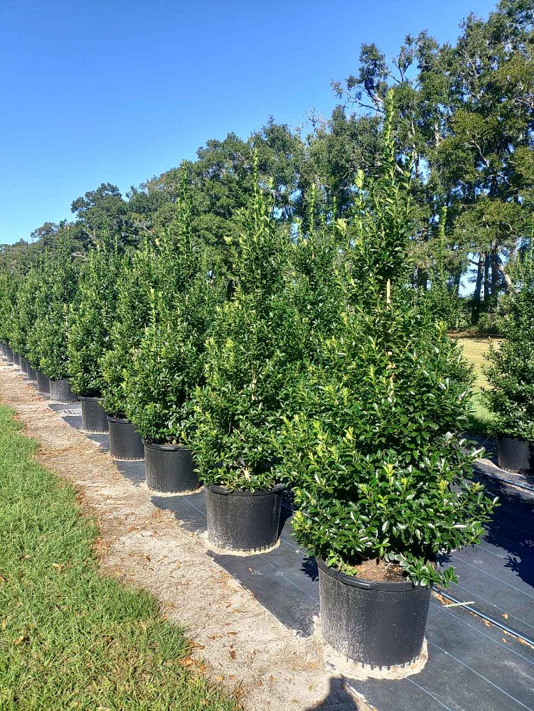 ilex-hybrid-conaf-oak-leaf-trade-holly-oakleaf-red-holly