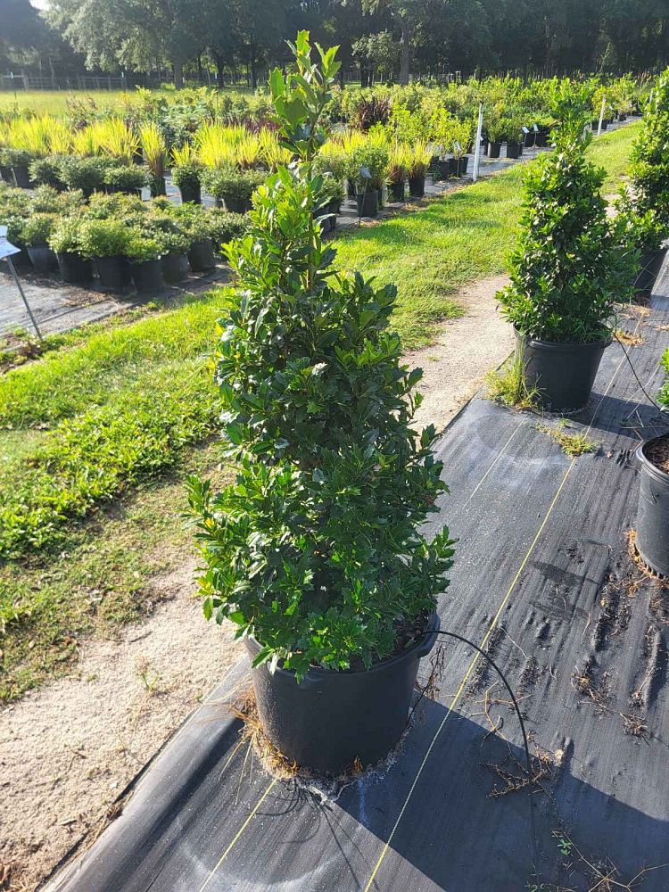 ilex-hybrid-conaf-oak-leaf-trade-holly-oakleaf-red-holly