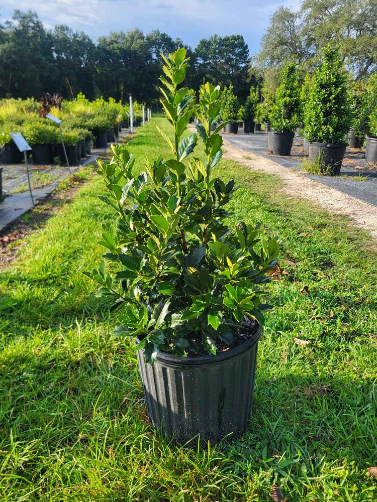 ilex-hybrid-conaf-oak-leaf-trade-holly-oakleaf-red-holly