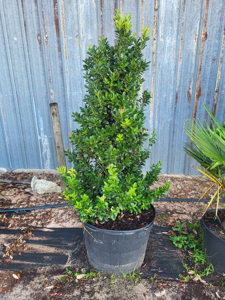 ilex-hybrid-conaf-oak-leaf-trade-holly-oakleaf-red-holly