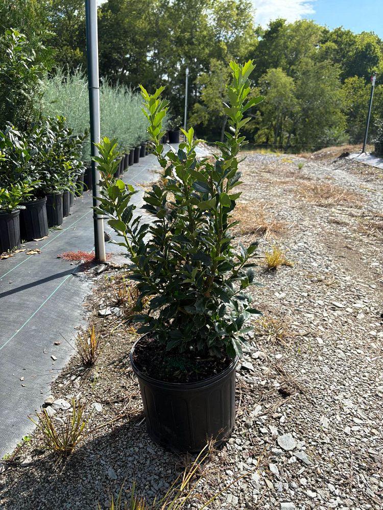 ilex-hybrid-conaf-oak-leaf-trade-holly-oakleaf-red-holly
