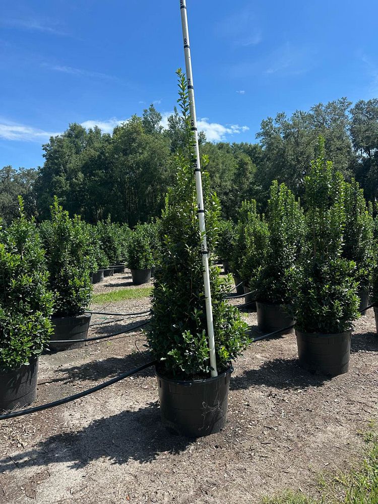 ilex-hybrid-conaf-oak-leaf-trade-holly-oakleaf-red-holly
