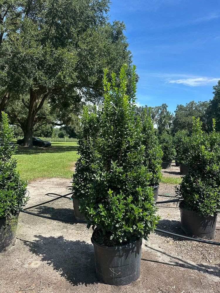 ilex-hybrid-conaf-oak-leaf-trade-holly-oakleaf-red-holly