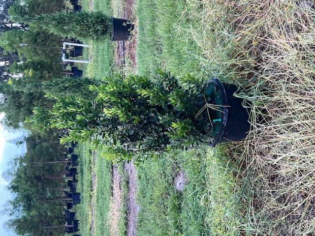 ilex-hybrid-conaf-oak-leaf-trade-holly-oakleaf-red-holly