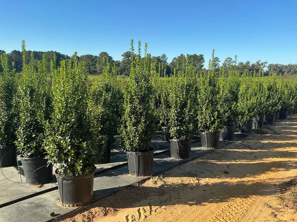 ilex-hybrid-conaf-oak-leaf-trade-holly-oakleaf-red-holly