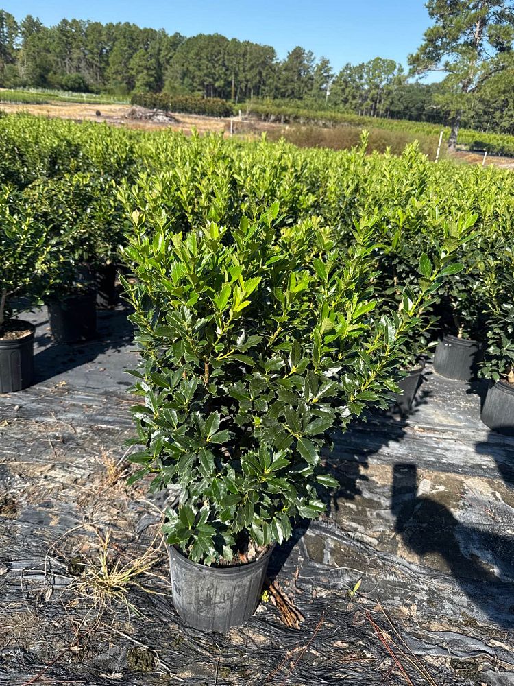 ilex-hybrid-conaf-oak-leaf-trade-holly-oakleaf-red-holly