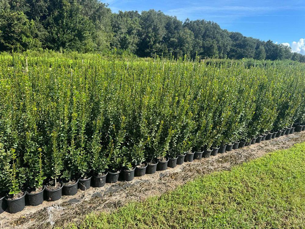 ilex-hybrid-conaf-oak-leaf-trade-holly-oakleaf-red-holly