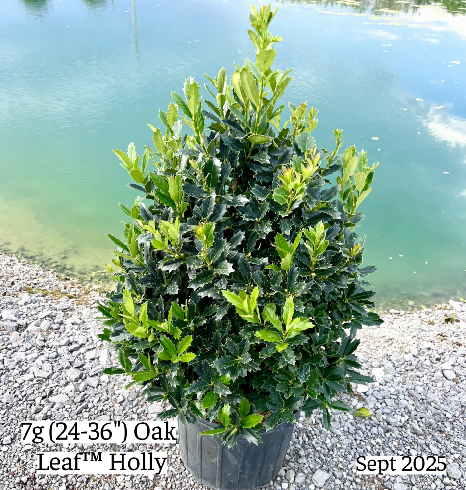 ilex-hybrid-conaf-oak-leaf-trade-holly-oakleaf-red-holly