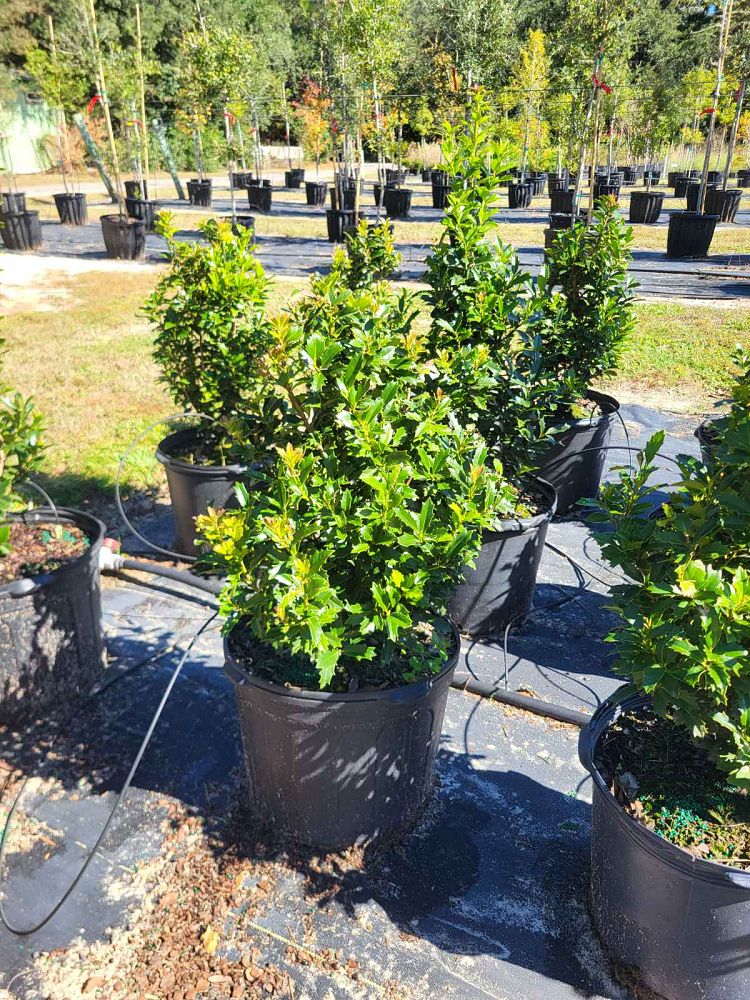 ilex-hybrid-conaf-oak-leaf-trade-holly-oakleaf-red-holly