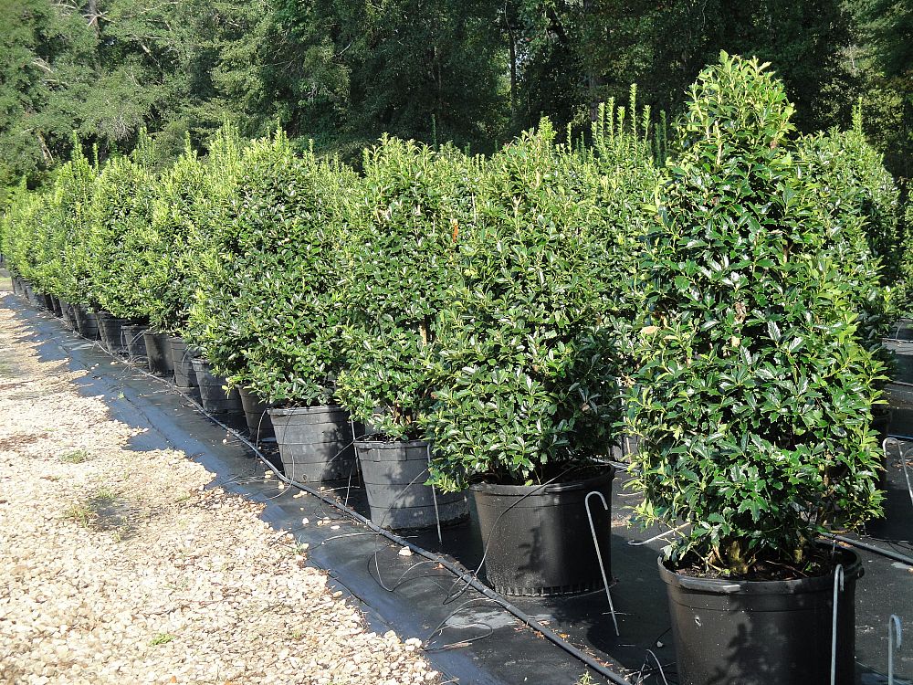 ilex-hybrid-conaf-oak-leaf-trade-holly