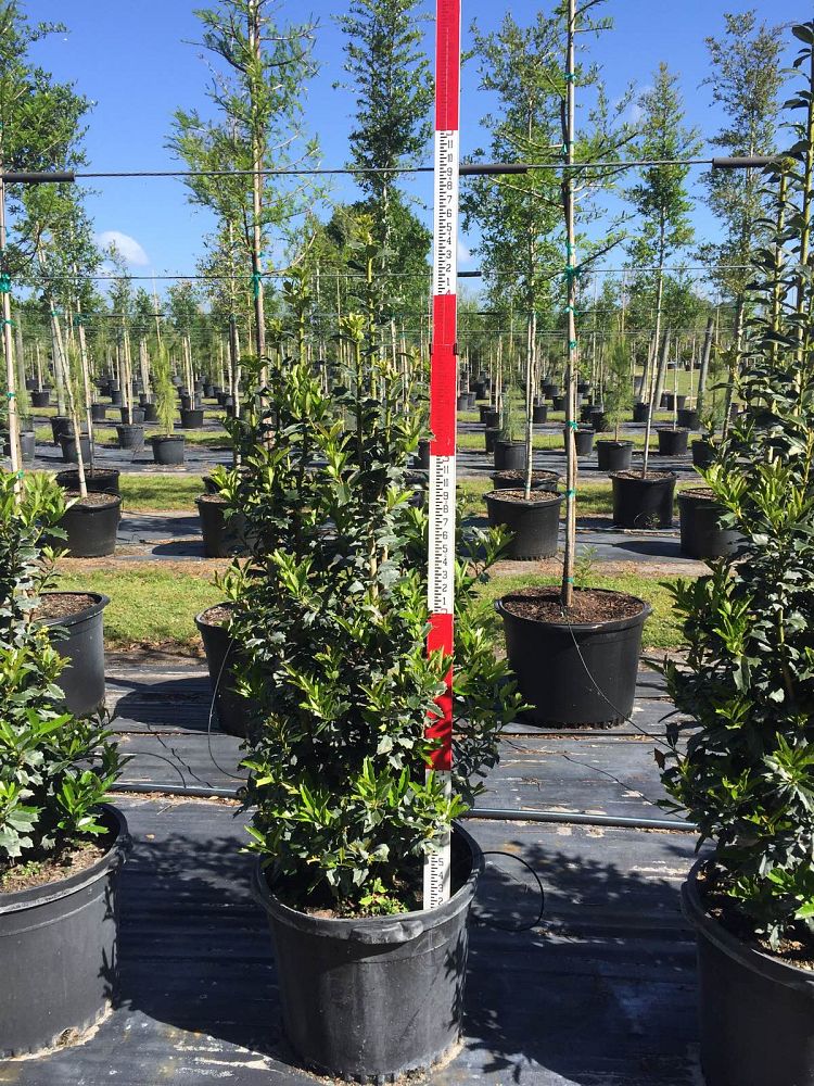 ilex-hybrid-conaf-oak-leaf-trade-holly