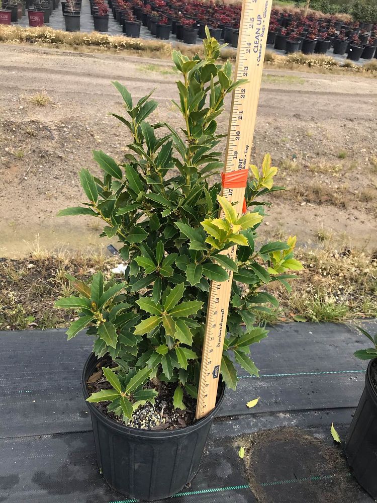 ilex-hybrid-conaf-oak-leaf-trade-holly