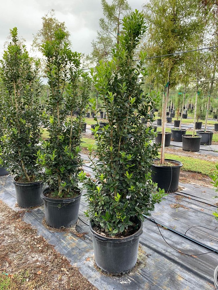 ilex-hybrid-conaf-oak-leaf-trade-holly