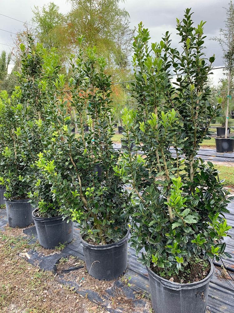 ilex-hybrid-conaf-oak-leaf-trade-holly
