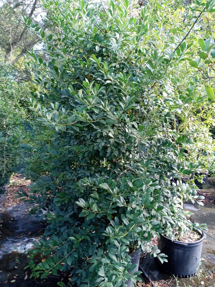ilex-hybrid-conaf-oak-leaf-trade-holly