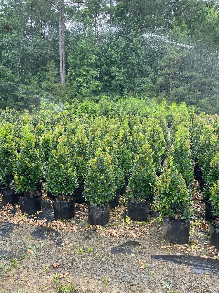 ilex-hybrid-conaf-oak-leaf-trade-holly
