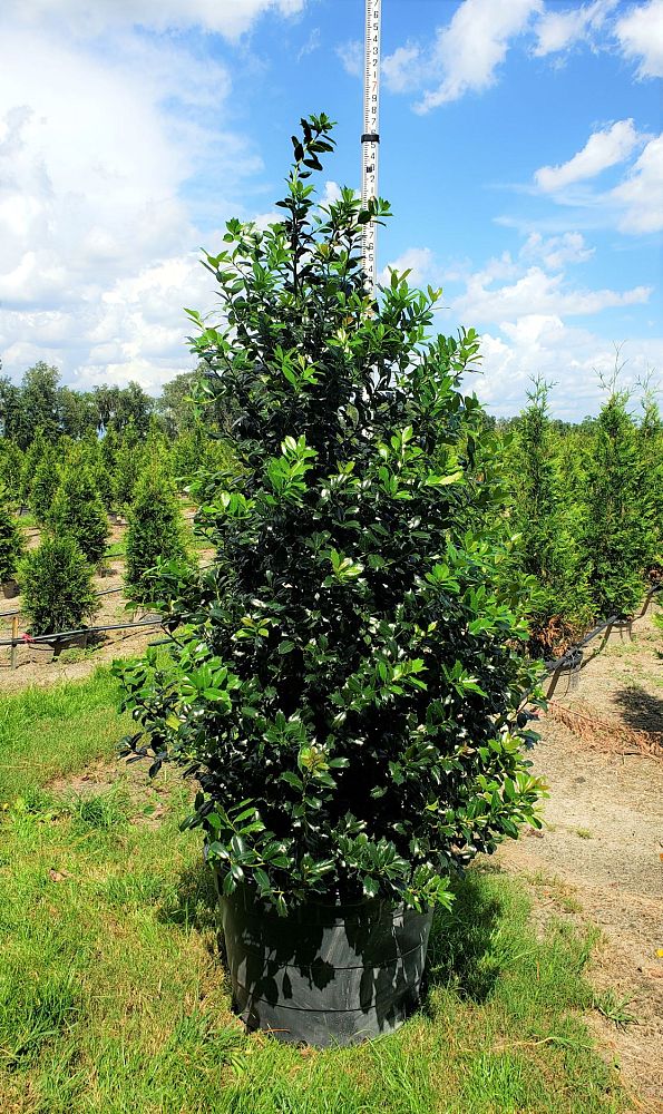 What Plants Benefit From Hollytone