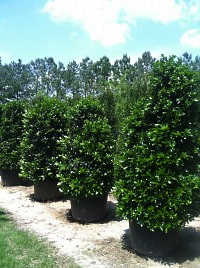ilex-hybrid-conin-robin-trade-holly