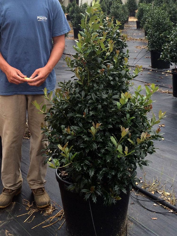 ilex-hybrid-conin-robin-trade-holly