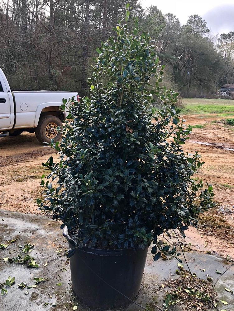 ilex-hybrid-conin-robin-trade-holly