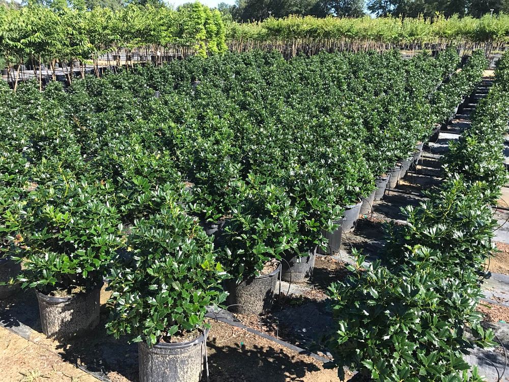 ilex-hybrid-conin-robin-trade-holly