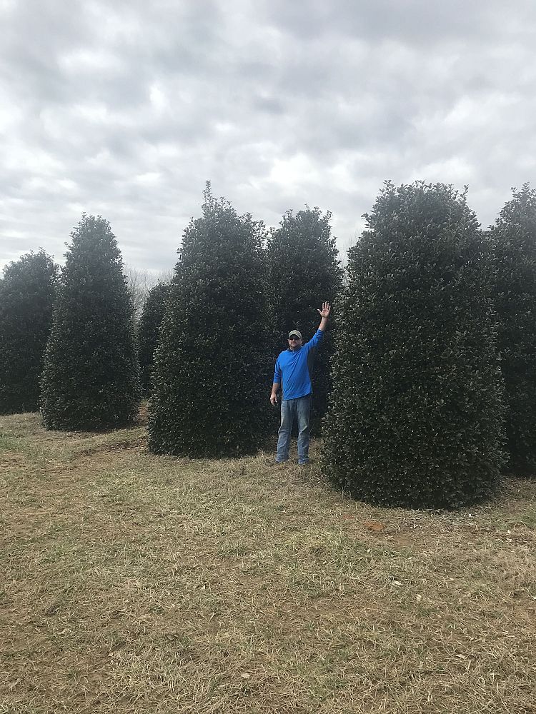 ilex-hybrid-conin-robin-trade-holly