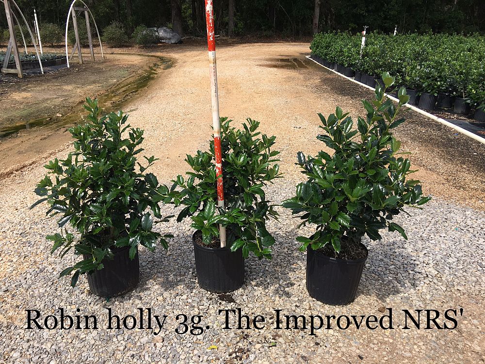 ilex-hybrid-conin-robin-trade-holly