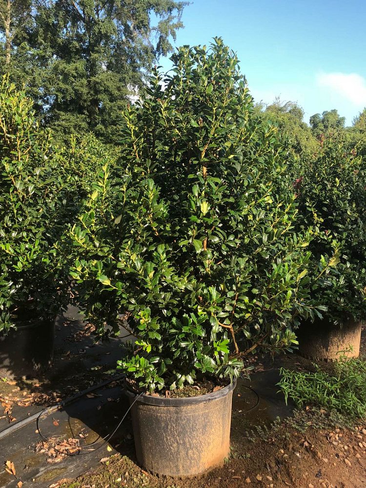 ilex-hybrid-conin-robin-trade-holly