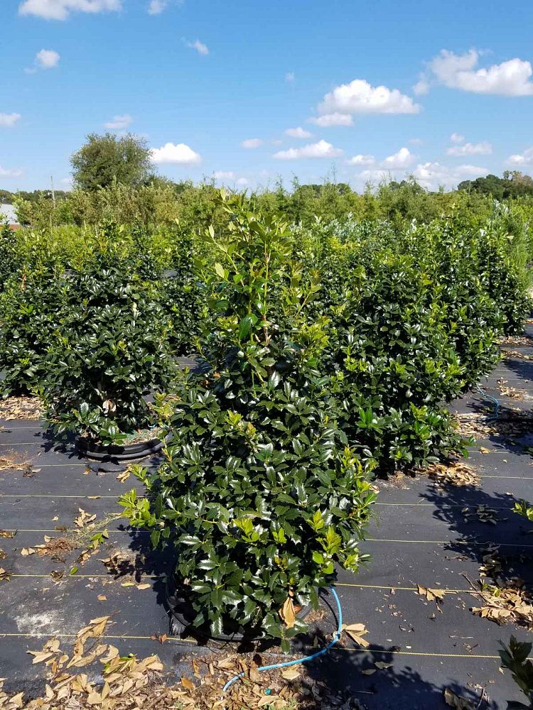 ilex-hybrid-conin-robin-trade-holly