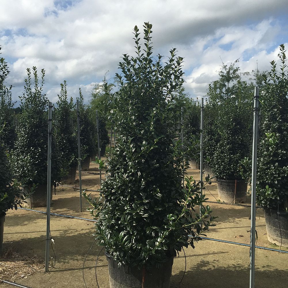 ilex-hybrid-conin-robin-trade-holly