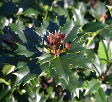 ilex-hybrid-conin-robin-trade-holly