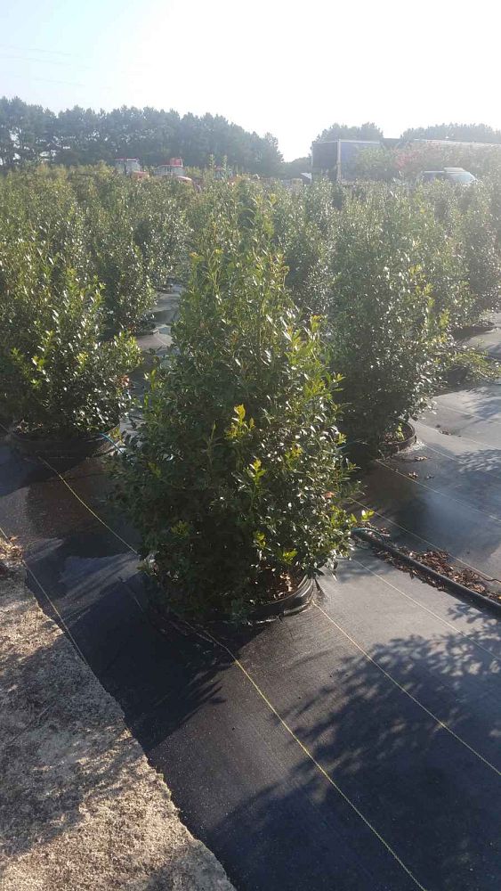 ilex-hybrid-conin-robin-trade-holly