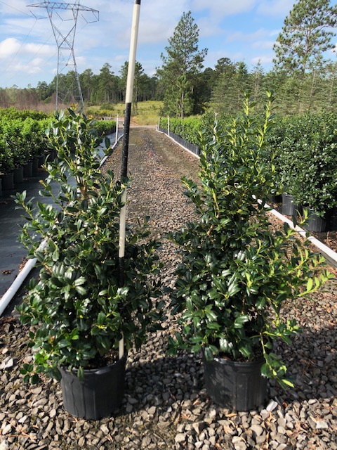 ilex-hybrid-conin-robin-trade-holly