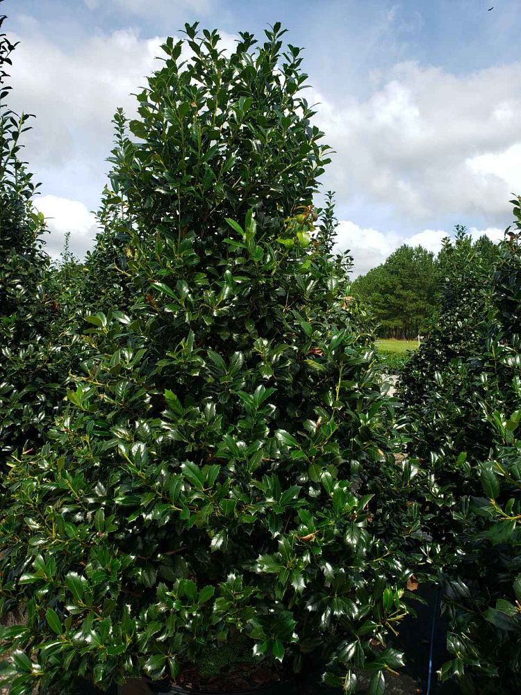 ilex-hybrid-conin-robin-trade-holly