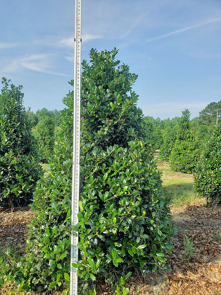 ilex-hybrid-conin-robin-trade-holly