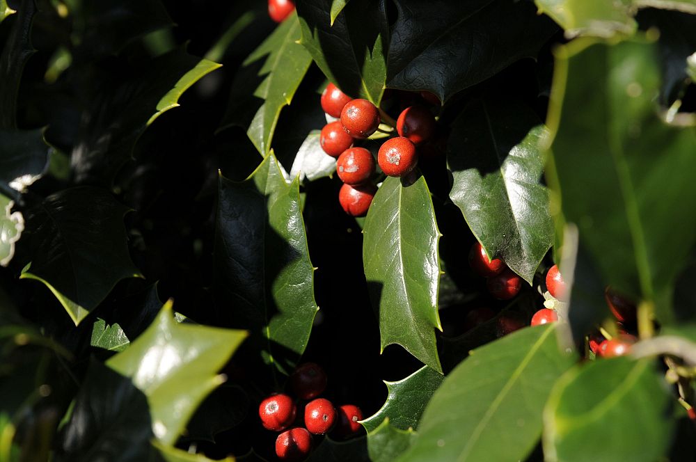 ilex-hybrid-conin-robin-trade-holly