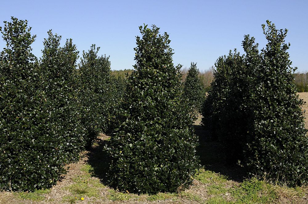ilex-hybrid-conin-robin-trade-holly
