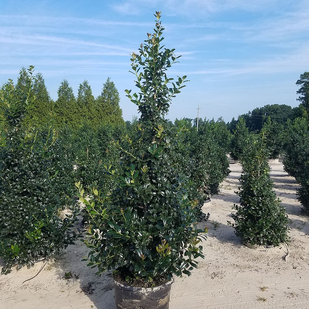 ilex-hybrid-conin-robin-trade-holly
