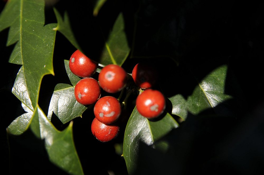 ilex-hybrid-conin-robin-trade-holly