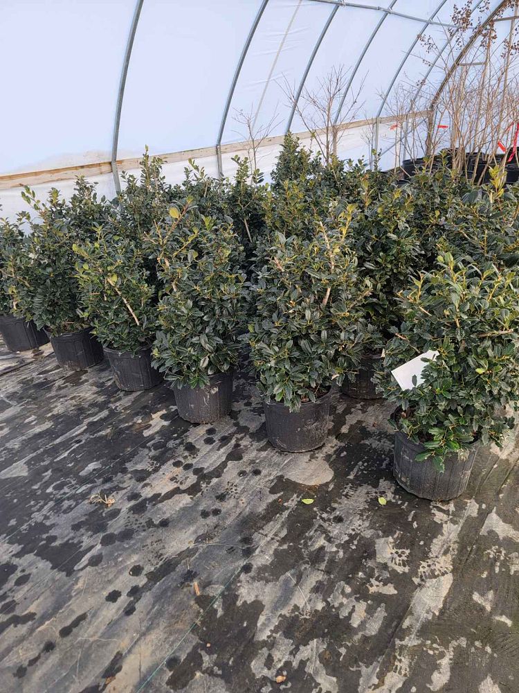 ilex-hybrid-conin-robin-trade-holly