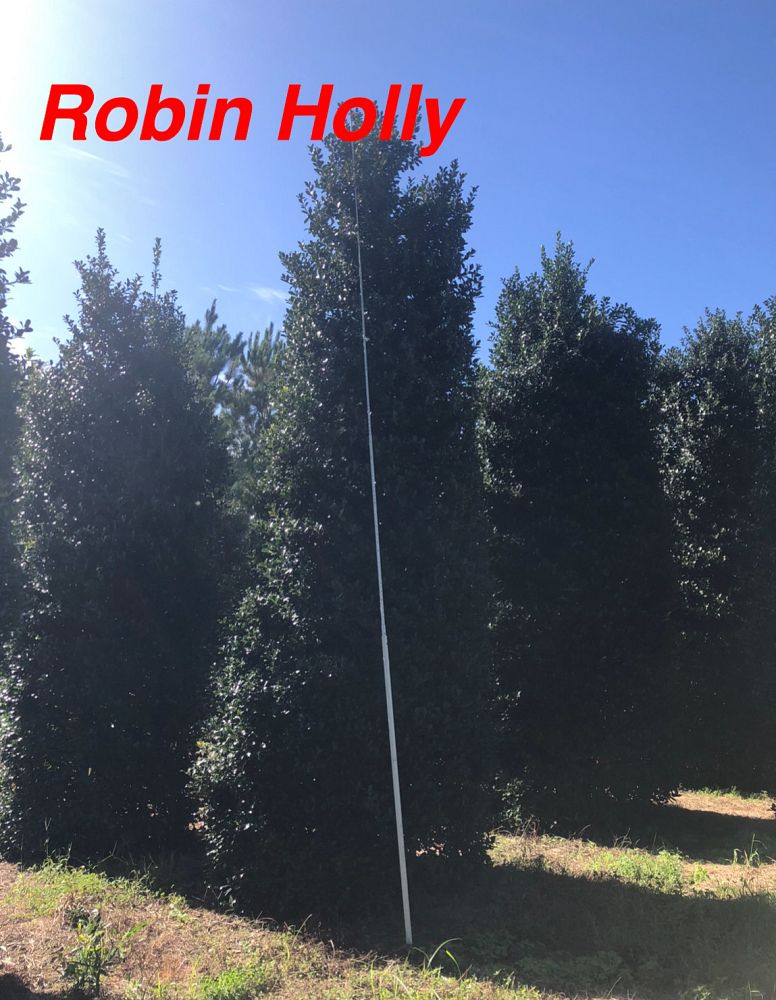 ilex-hybrid-conin-robin-trade-holly